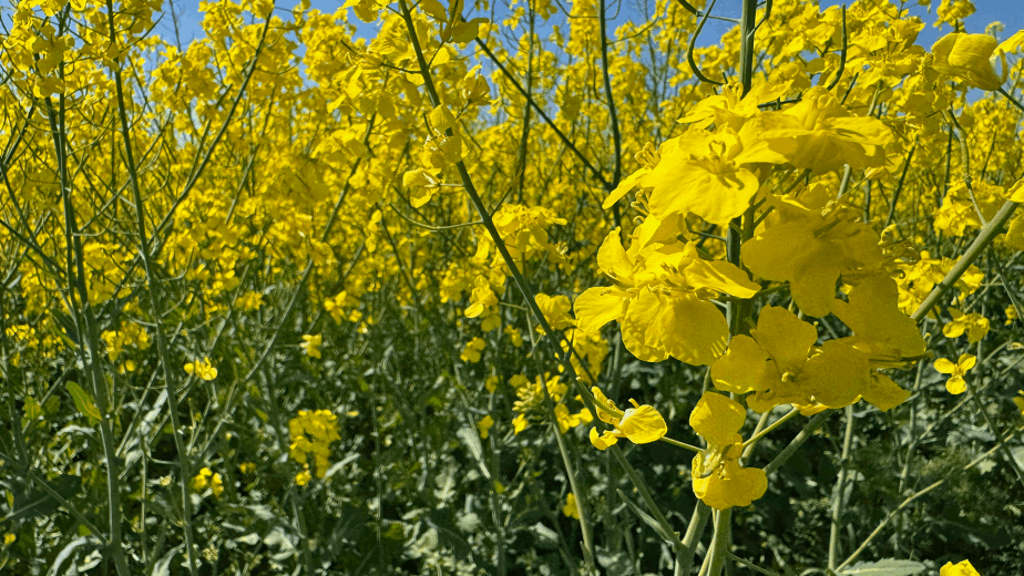 Rapeseed field