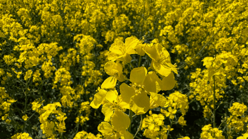 Rapeseed field
