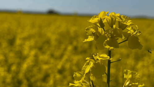 Rapeseed field