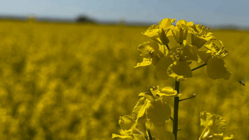 Rapeseed field