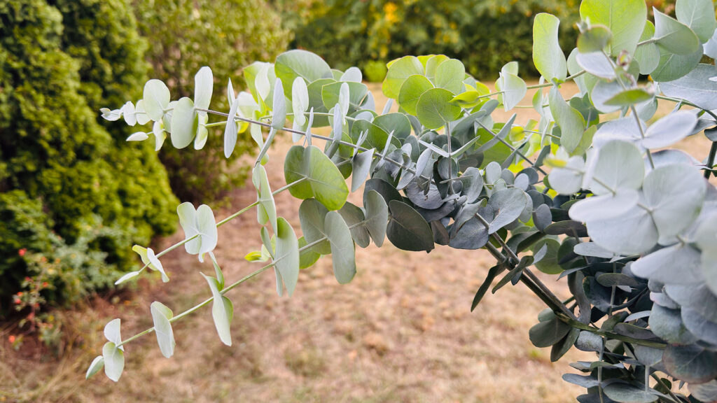Eukalyptus im Balkonkasten