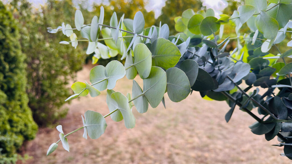 Eukalyptus im Balkonkasten