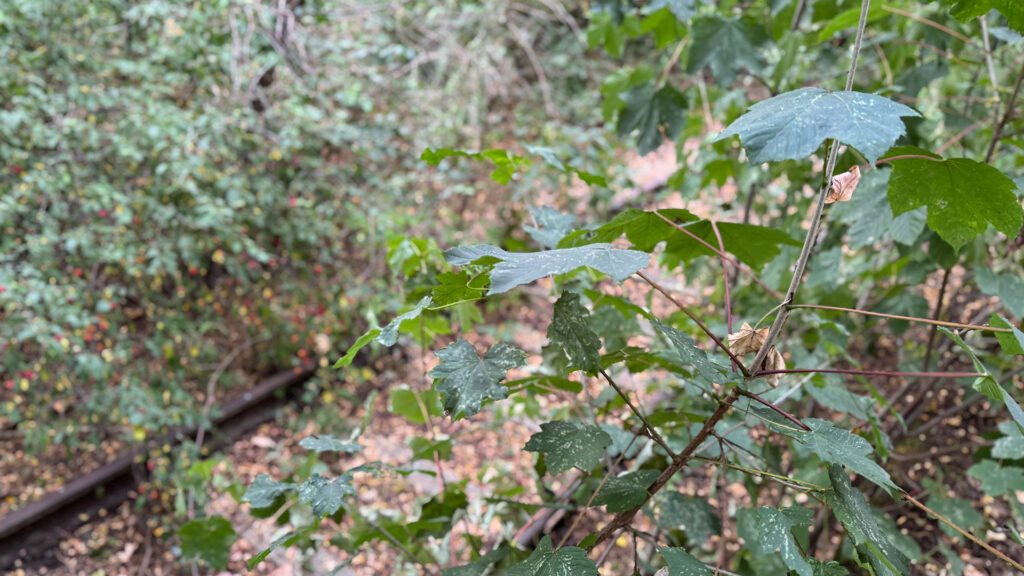 Riethschleuder Erfurt Bahnhof Bahnsteig