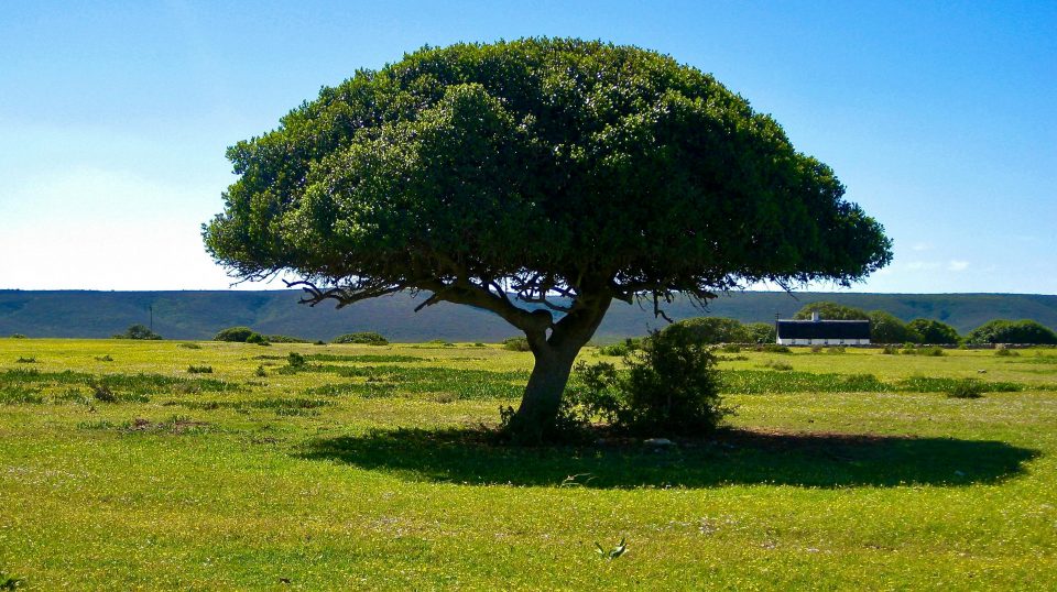 Guardian of the Plain