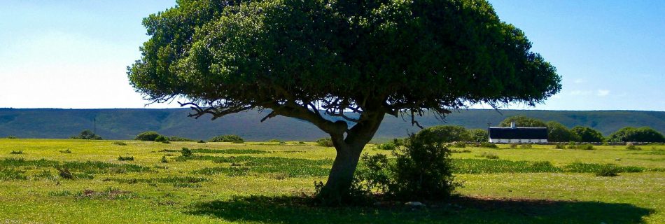 Guardian of the Plain