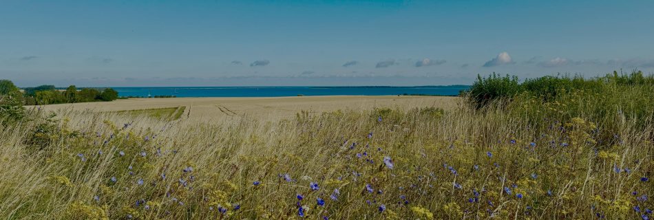 Whispers of the Endless Meadow