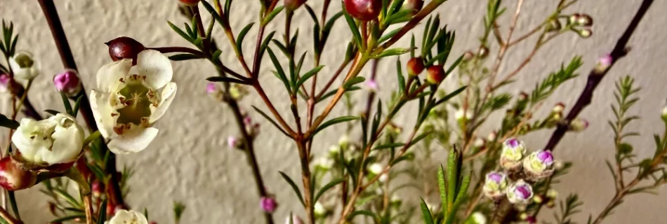 Waxflower