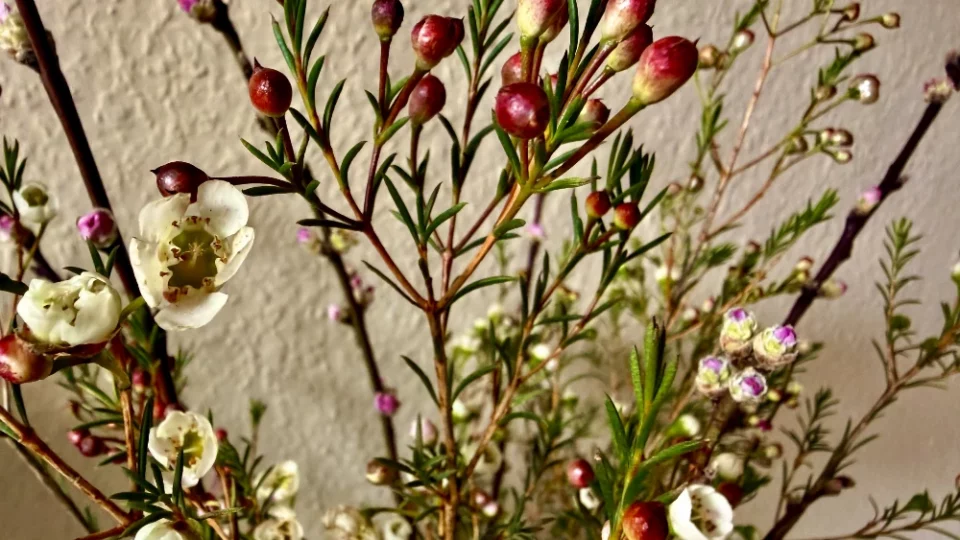 Waxflower