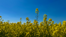 Rapeseed Field