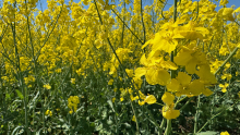 Rapeseed Field