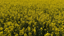 Rapeseed Field