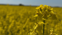 Rapeseed Field