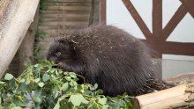 porcupine-1