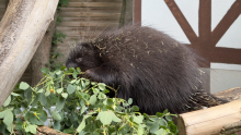 porcupine-3