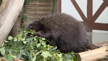 porcupine-8