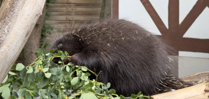 Porcupine