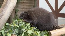 porcupine-9