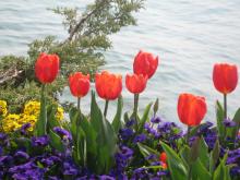 switzerland-landscape-256