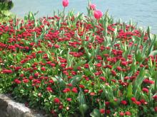 switzerland-landscape-257