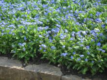 switzerland-landscape-258