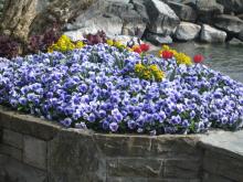 switzerland-landscape-259