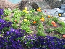 switzerland-landscape-260