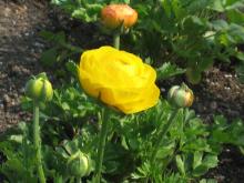 switzerland-landscape-261