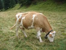 switzerland-landscape-305