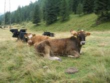 switzerland-landscape-306