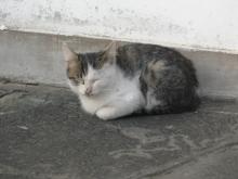 Shanghai_China_Snapshot_173