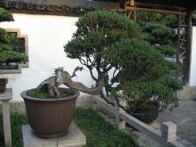 Shanghai_China_Snapshot_176