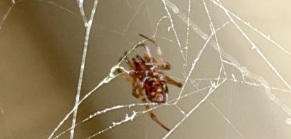 Spider Web