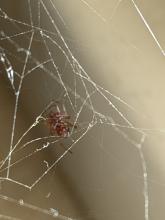 spider-web-1
