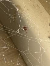 spider-web-3